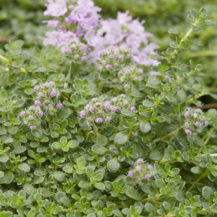 Thymus\u0020serpyllum\u0020\u0027Elfin\u0027\u0020\u002D\u0020Kruiptijm Thymus\u0020serpyllum\u0020\u0027Elfin\u0027\u0020\u002D\u0020Kruiptijm