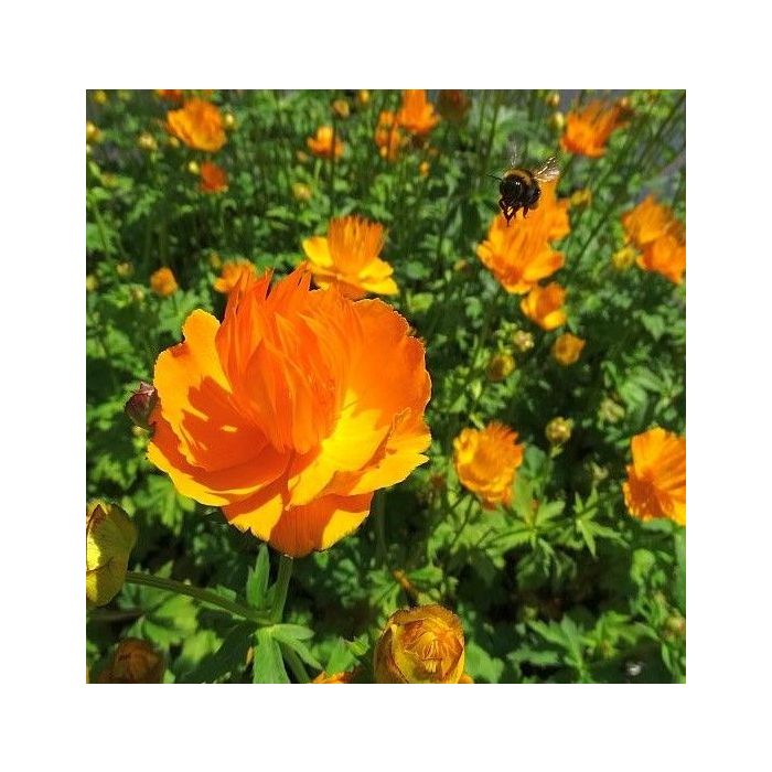Trollius chinensis Golden Queen - Kogelbloem