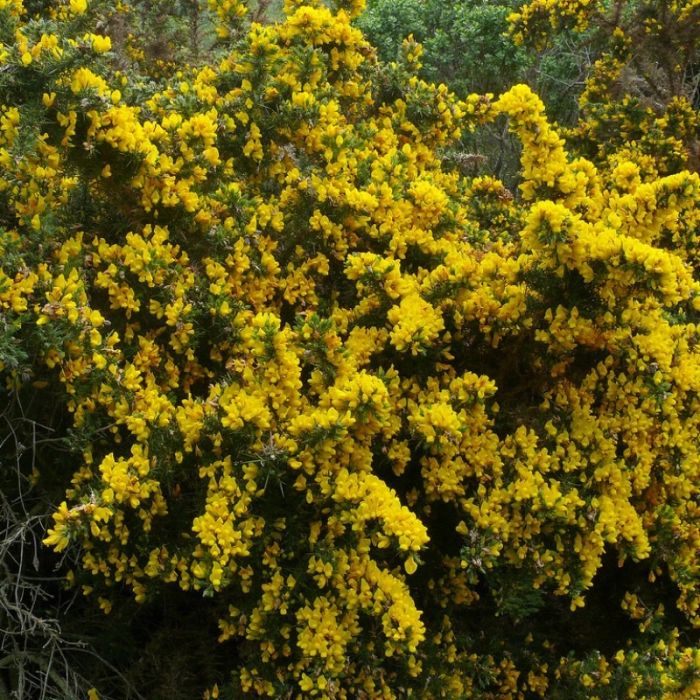 Ulex europaeus - Gaspeldoorn 