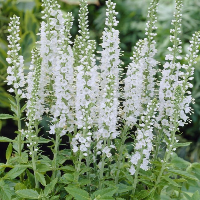Veronica spicata 'Icicle' - Ereprijs