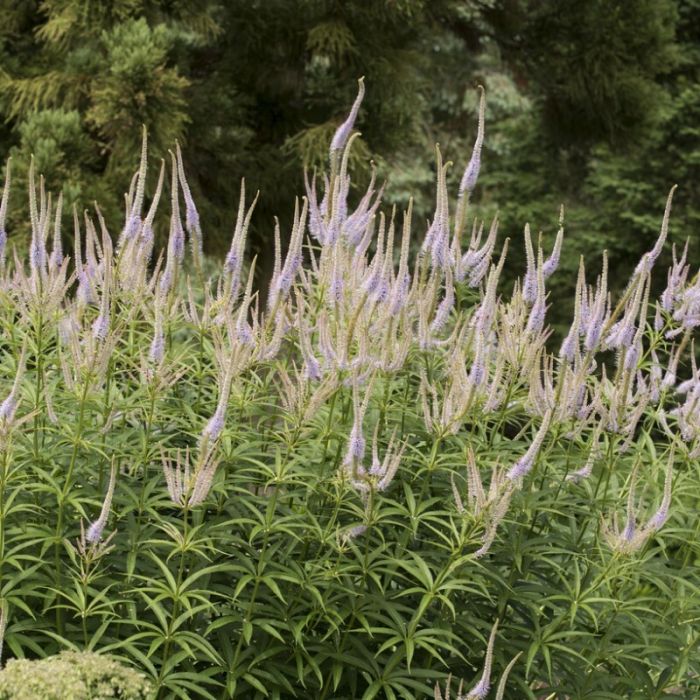 Veronicastrum virginicum 'Lavendelturm' - Virginische Ereprijs