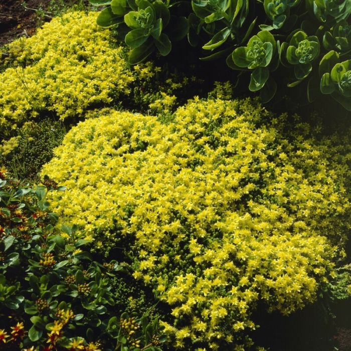 Sedum\u0020acre\u0020\u002D\u0020Vetkruid Sedum\u0020acre\u0020\u002D\u0020Vetkruid