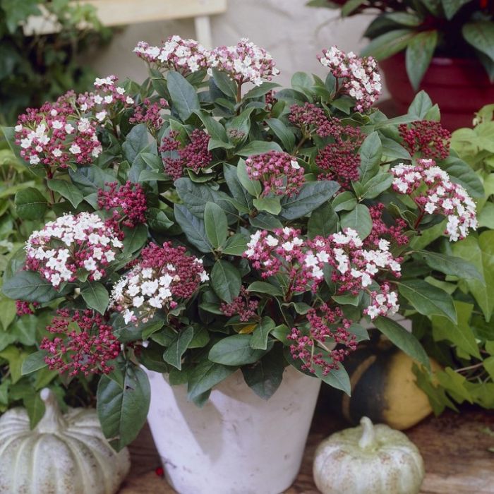 Viburnum tinus 'Gwenllian' - Sneeuwbal