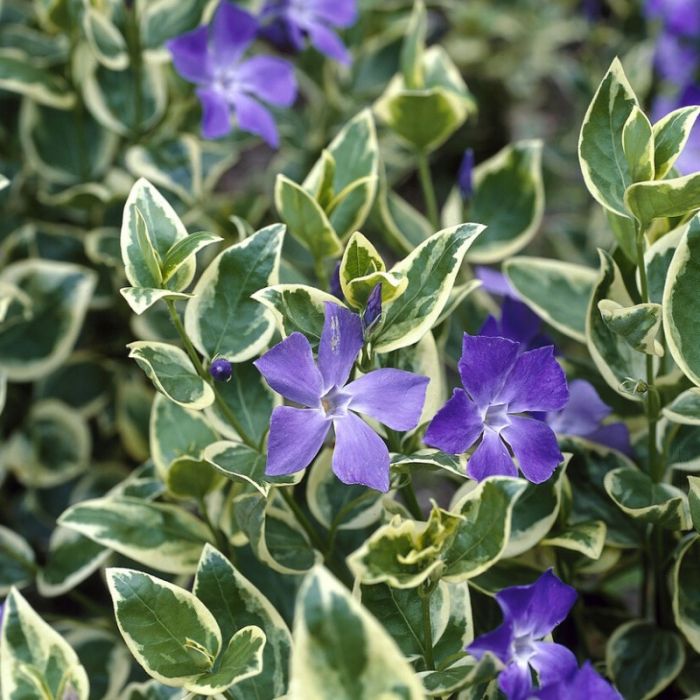 Vinca major 'Variegata' - Grote Maagdenpalm