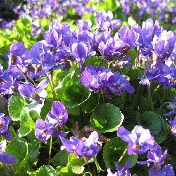 Viola\u0020odorata Viola\u0020odorata