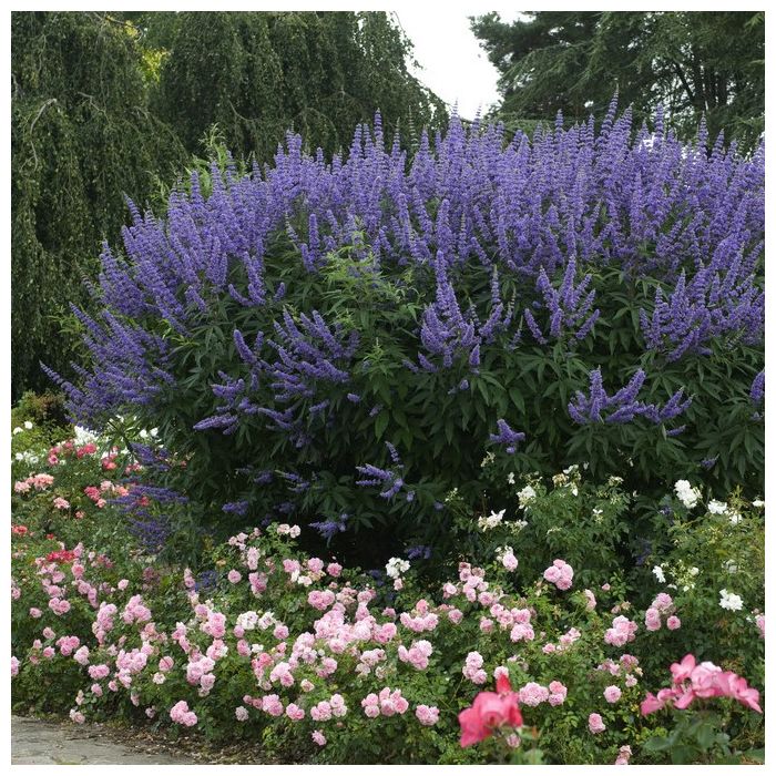 Vitex agnus-castus - Monnikspeper