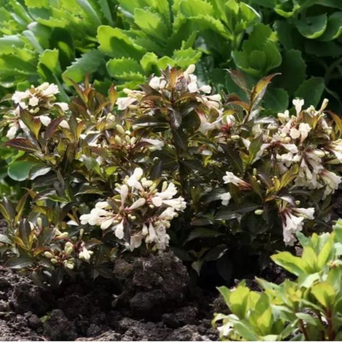 Weigela\u0020florida\u0020\u0027Black\u0020and\u0020White\u0027\u0020\u002D\u0020Weigelia Weigela\u0020florida\u0020\u0027Black\u0020and\u0020White\u0027\u0020\u002D\u0020Weigelia