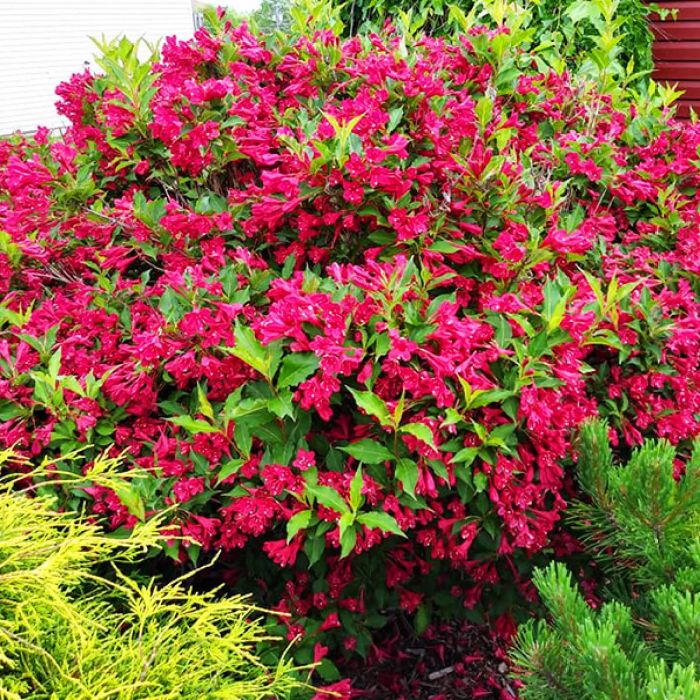 Weigela 'Red Prince' - Weigelia