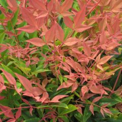 Nandina Domestica Nandina Domestica Kopen Nandina Domestica Bestellen
