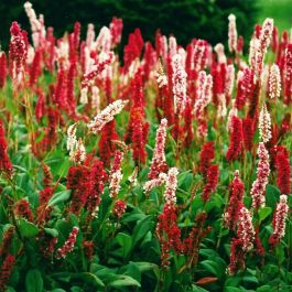 Persicaria affinis top