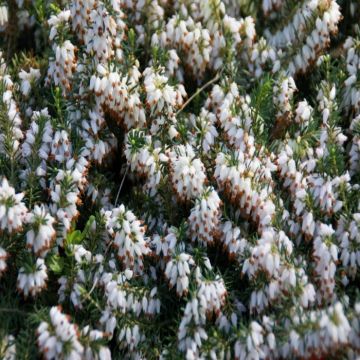 Erica carnea 'Snow Queen' - Winterheide