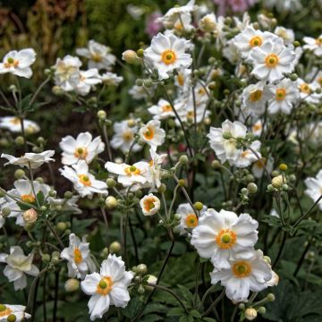 Anemone hybrida 'Honorine Jobert' - Herfstanemoon