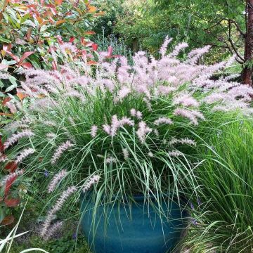 Pennisetum orientale - Lampenpoetsersgras