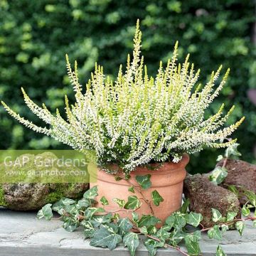 Calluna vulgaris 'Sandy' – Struikheide