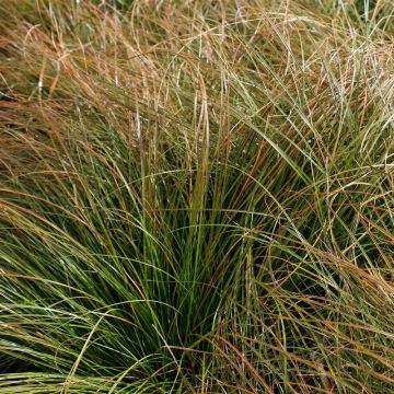 Carex testacea Prairie Fire - Oranje Zegge