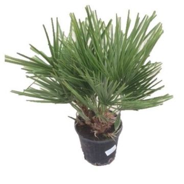 Chamaerops humilis - Europese dwergpalm ↕ 50cm