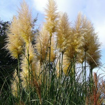 Cortaderia selloana - Pampasgras