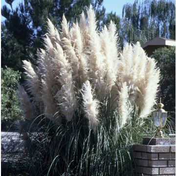 Cortaderia selloana 'Sunningdale Silver' - Pampasgras