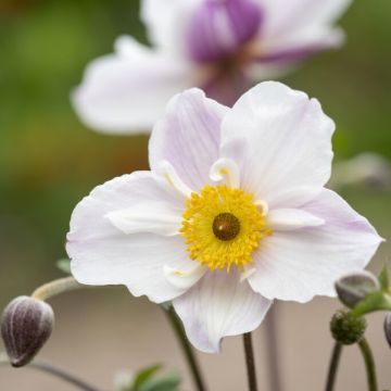 Anemone 'Dainty Swan' - Herfstanemoon