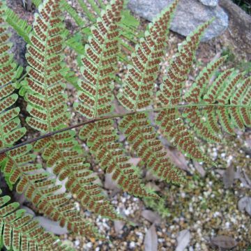 Dryopteris erythrosora - Herfstvaren