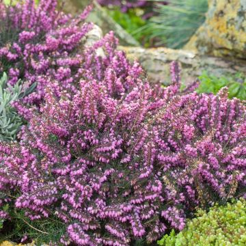 Erica carnea 'Kramer's Rote' - Winterheide