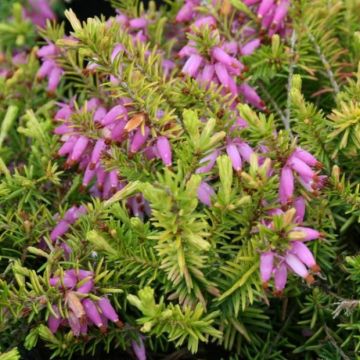Erica carnea 'Aurea' - Winterheide