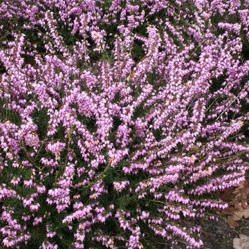 Erica darleyensis 'Darley Dale' - Winterheide