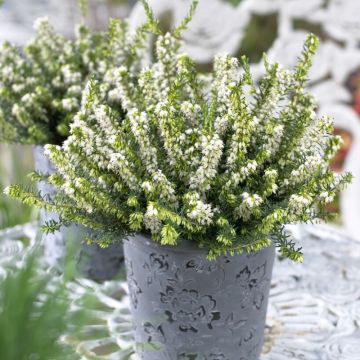 Erica darleyensis 'White Perfection' - Winterheide