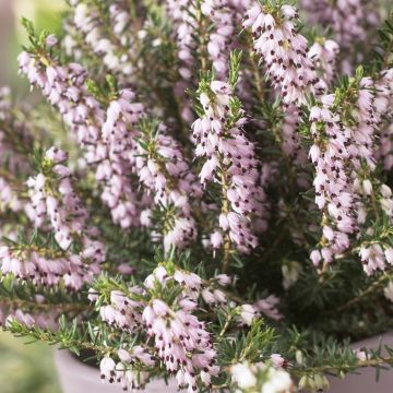 Erica carnea 'Ghost Hills' - Winterheide