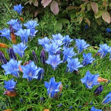 Gentiana sino-ornata 'Eugens Allerbester' - Herfstgentiaan