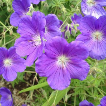 Geranium 'Orion' - Ooievaarsbek