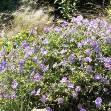 Geranium 'Azure Rush' - Ooievaarsbek