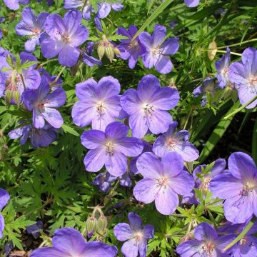 Geranium 'Johnson's Blue' - Ooievaarsbek