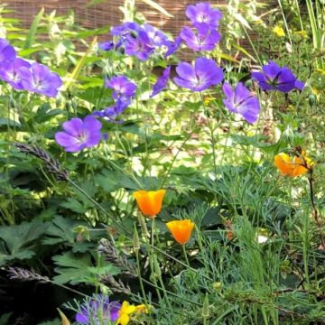 Geranium wallichianum 'Bloom Me Away' - Ooievaarsbek