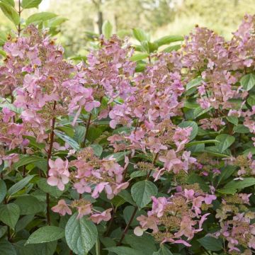 Hydrangea paniculata 'Wim's Red' - Pluimhortensia