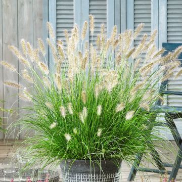 Pennisetum alopecuroides 'Hameln' - Lampenpoetsersgras