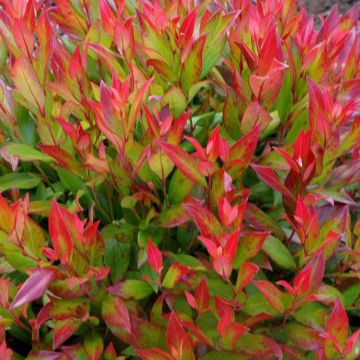Leucothoe 'Little Flames'- Druifheide