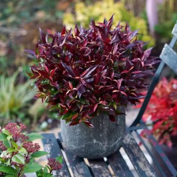 Leucothoe 'Red Lips' - Druifheide