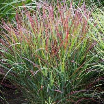Panicum virgatum Shenandoah - Vingergras