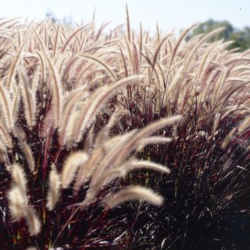 Pennisetum advena 'Rubrum' - Lampenpoetsersgras