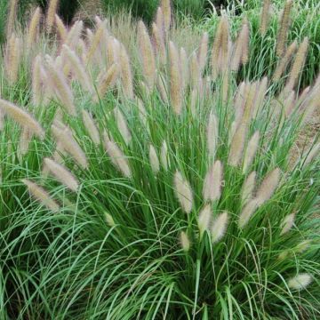Pennisetum alopecuroides - Lampenpoetsersgras