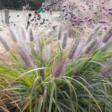 Pennisetum alopecuroides 'Moudry' - Lampenpoetsersgras