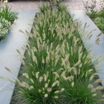 Pennisetum 'Little Bunny' – Lampenpoetsersgras