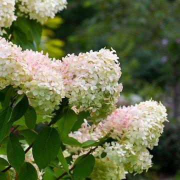 Hydrangea paniculata 'Limelight' - Pluimhortensia