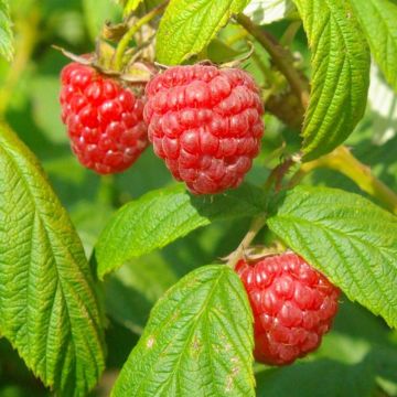 Rubus idaeus 'Autumn Bliss' - Rode Herfstframboos