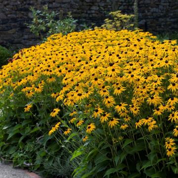 Rudbeckia fulgida Goldsturm - Zonnehoed