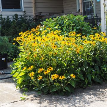 Rudbeckia fulgida Goldsturm - Zonnehoed