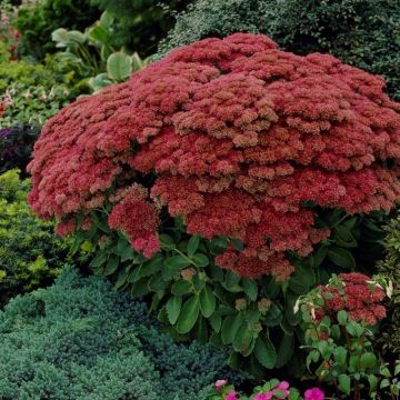 Sedum Herbstfreude - Hemelsleutel