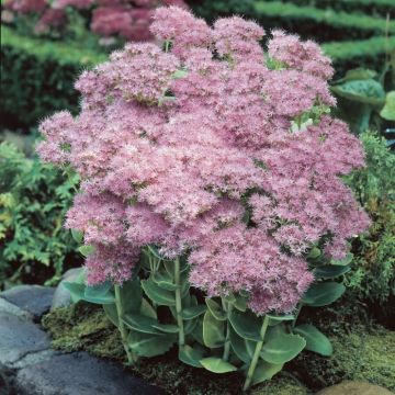 Sedum spectabile Brillant - Hemelsleutel