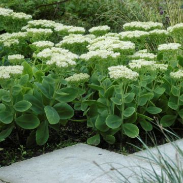 Sedum spectabile 'Stardust' - Hemelsleutel
